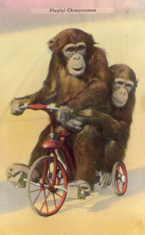 Chimpanzés cyclistes - English Photographer