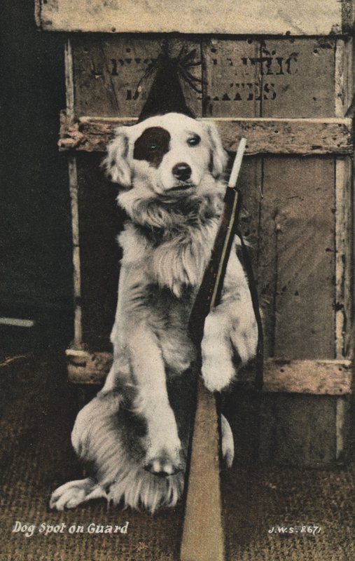 Chien tenant un fusil - English Photographer
