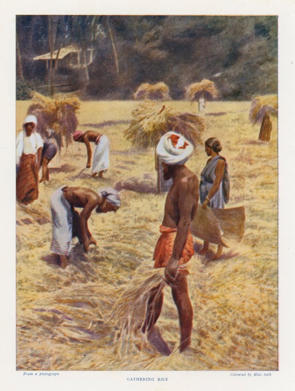 Récolte du riz - English Photographer