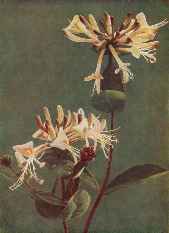 Chèvrefeuille - English Photographer