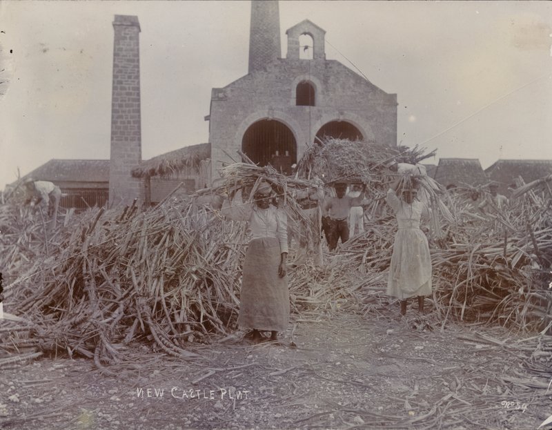 Plantation de Newcastle, 1880 - English Photographer
