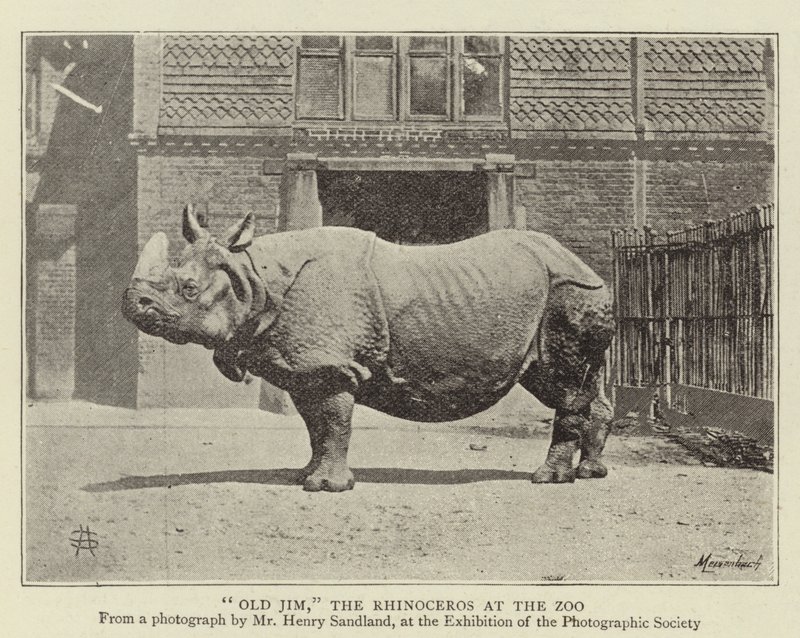 Vieux Jim, le rhinocéros au zoo - English Photographer