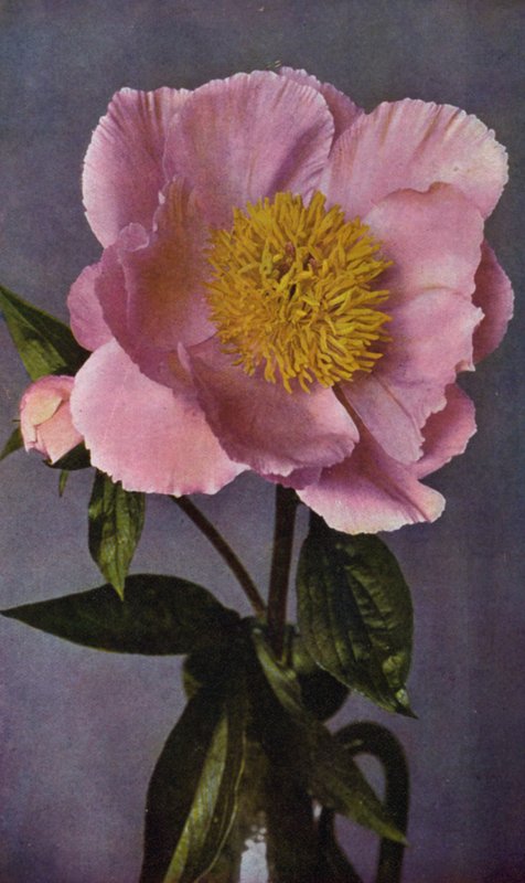 Pivoine, Fierté de Langport de Kelway (photo) - English Photographer