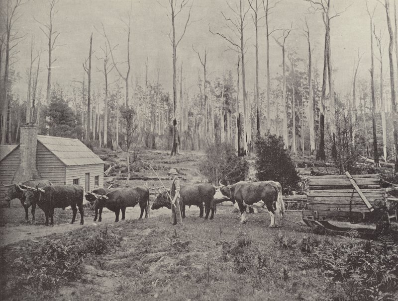Transport de bois à Lebrina, Tasmanie - English Photographer