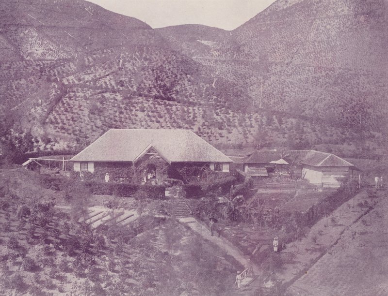Plantation de Thé, Ceylan - English Photographer