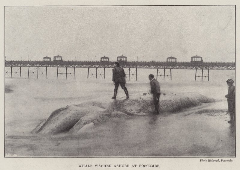 Baleine échouée à Boscombe - English Photographer