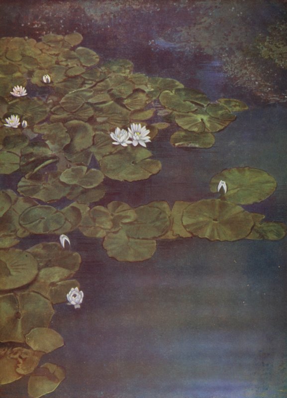 Nénuphars blancs (photo) - English Photographer