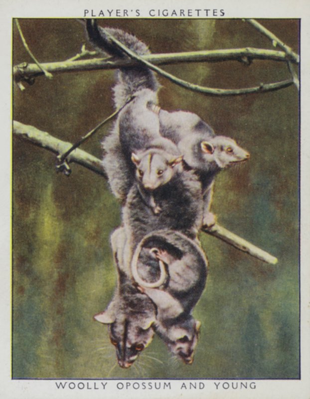 Bébés du zoo : Opossum laineux et jeune - English Photographer