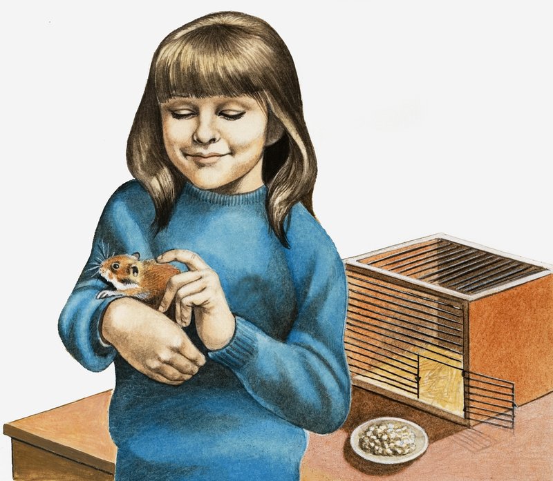Une fille et son hamster - English School