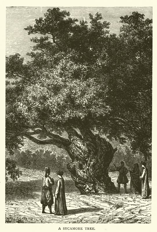 Un sycomore (gravure) - English School