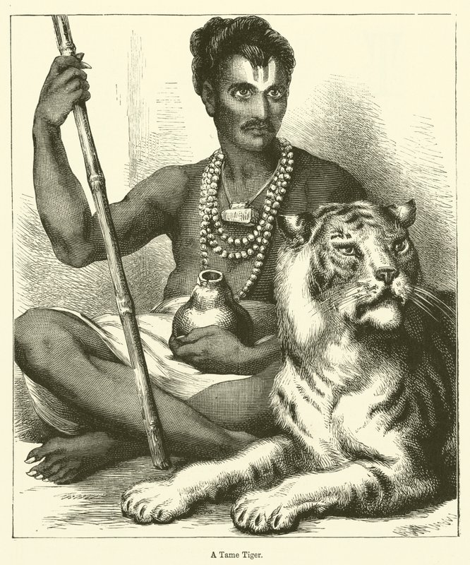Un tigre apprivoisé (gravure) - English School