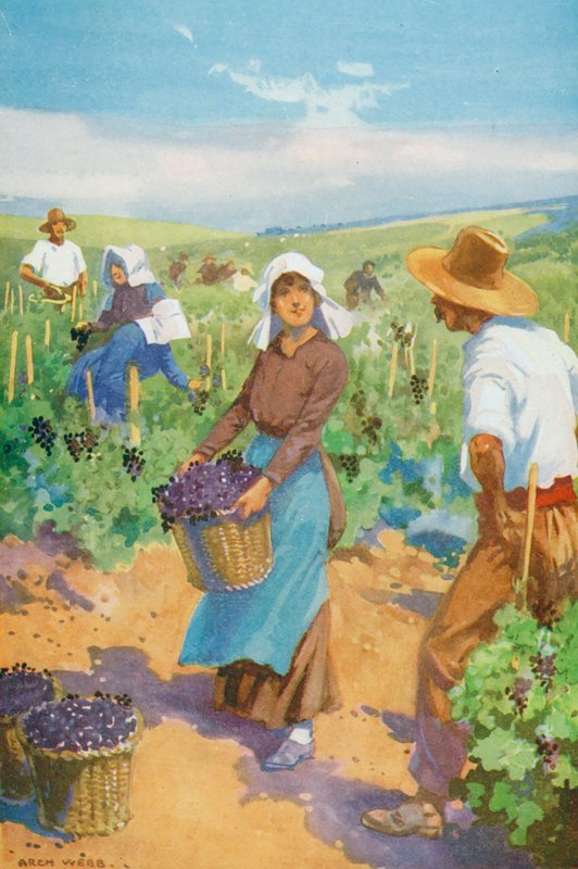 Un vignoble en France - English School
