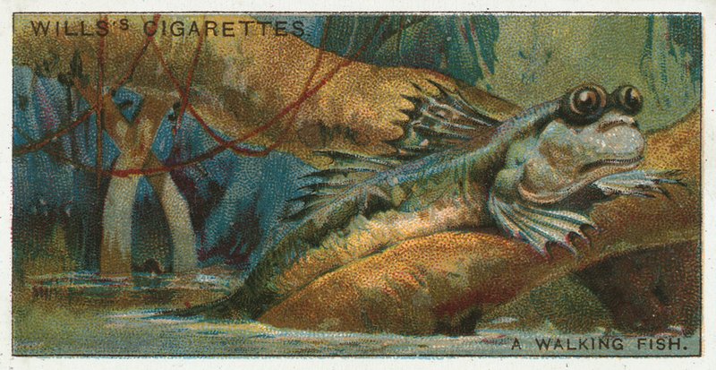 Un poisson marcheur - English School