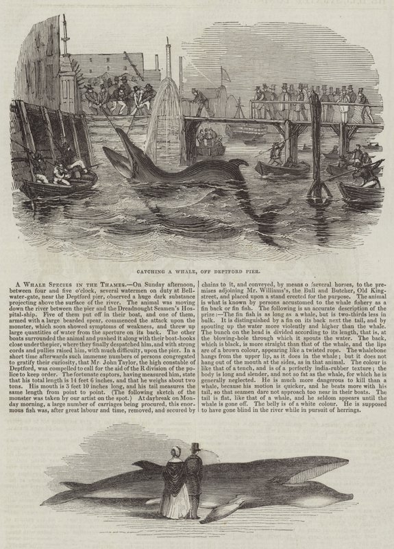 Une Espèce de Baleine dans la Tamise - English School