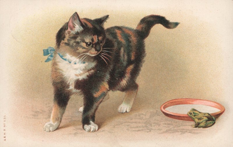 Un chat regardant une grenouille - English School