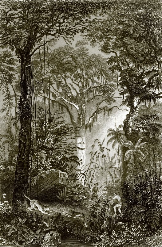 Scène dans la forêt brésilienne - English School
