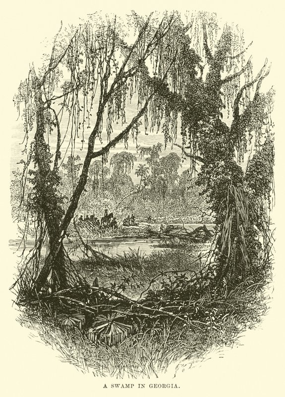 Un marais en Géorgie - English School