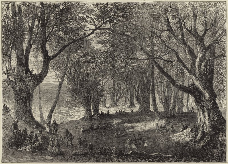 Vue dans la forêt d
