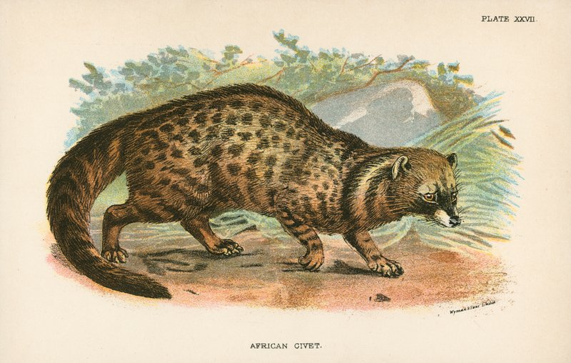 Civette africaine - English School