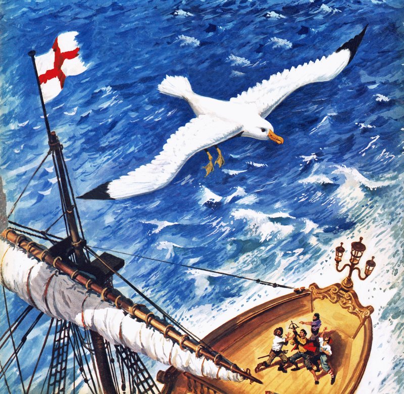 Albatros - English School
