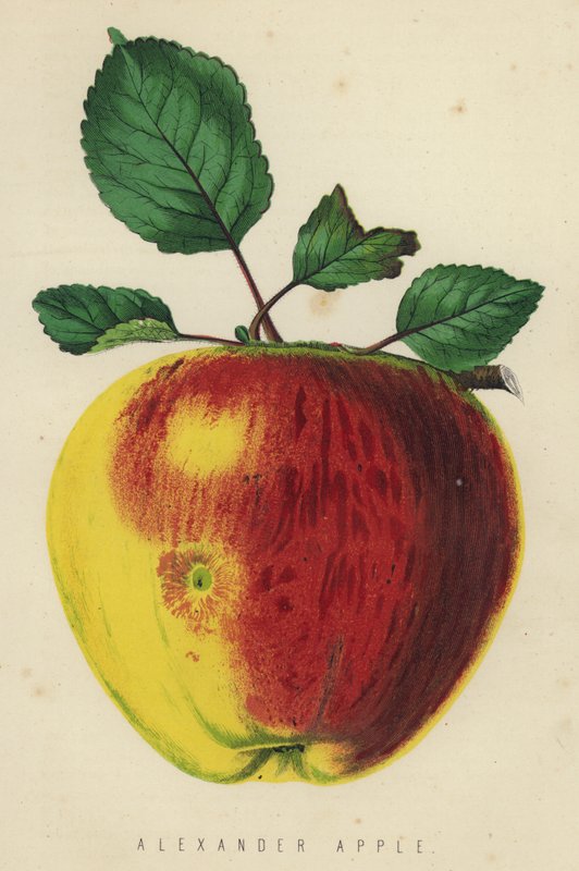 Pomme Alexander - English School