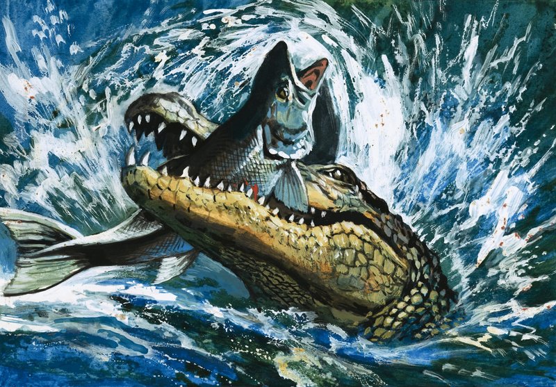 Alligator mangeant un poisson - English School