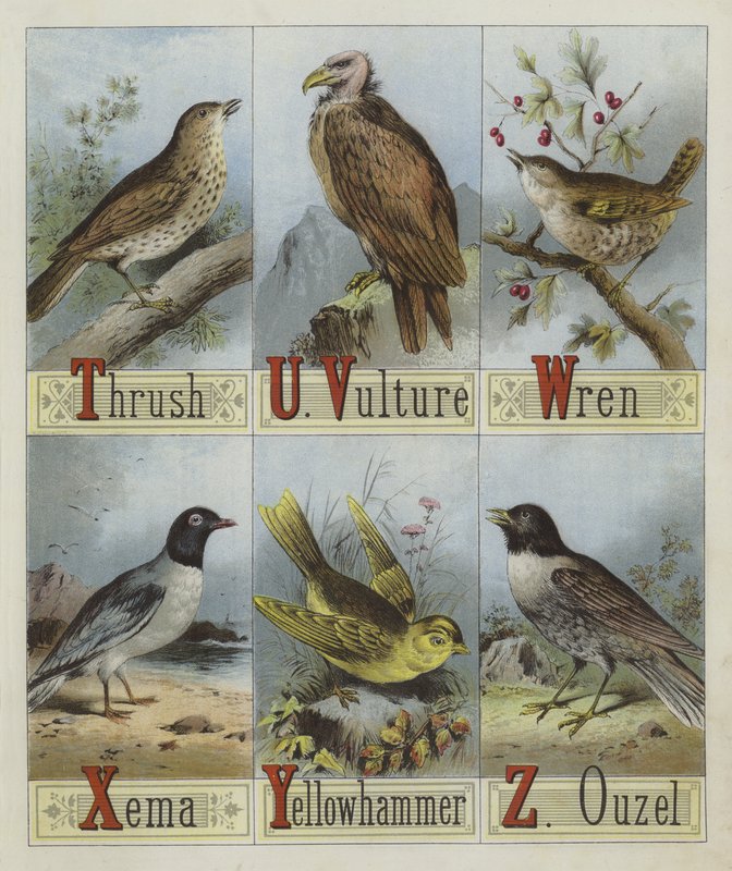 Alphabet des oiseaux - English School
