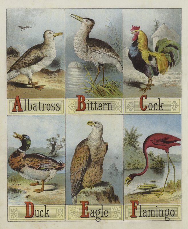 Alphabet des oiseaux - English School