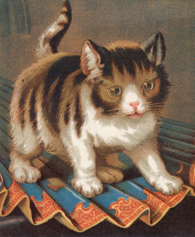 Un chat ambitieux - English School