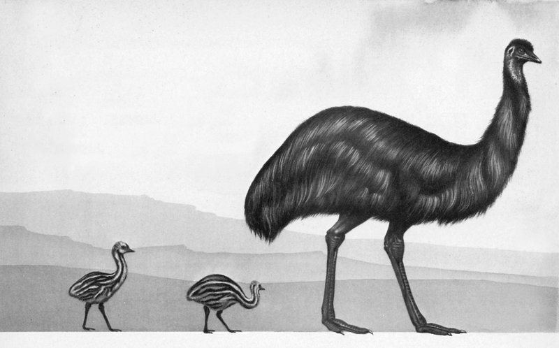 Un émeu avec ses poussins - English School