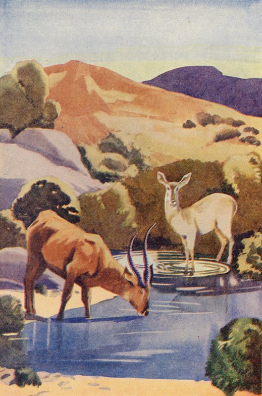 Antilopes au point d