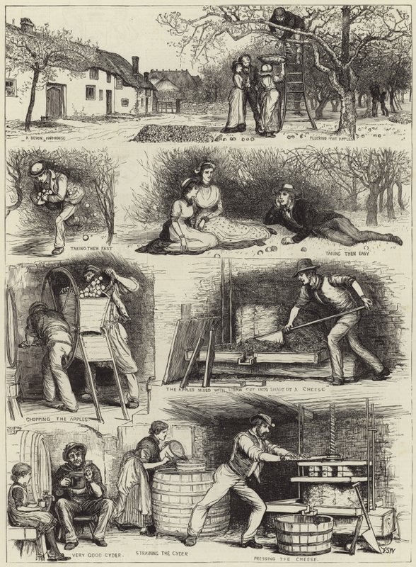 Récolte de pommes et fabrication de cidre dans le Devonshire - English School