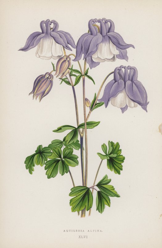 Aquilegia Alpina - English School