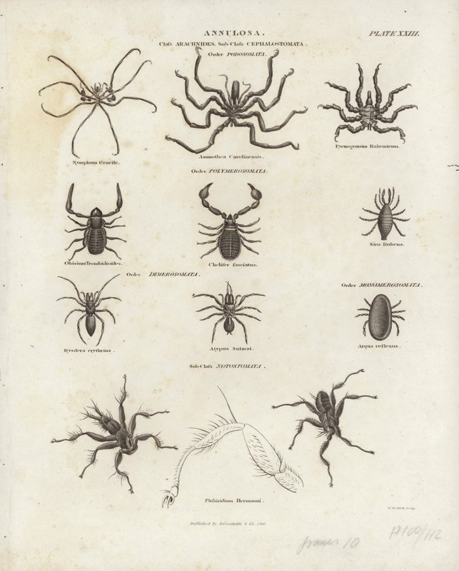 Arachnides - English School