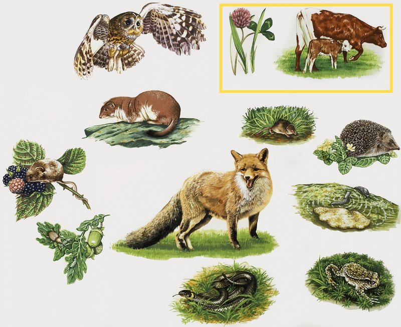 Animaux divers - English School