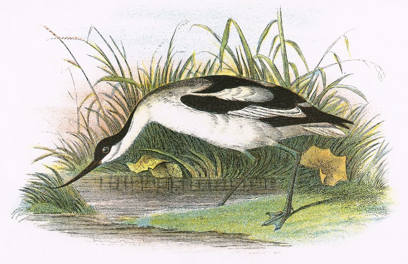 Avocette - English School