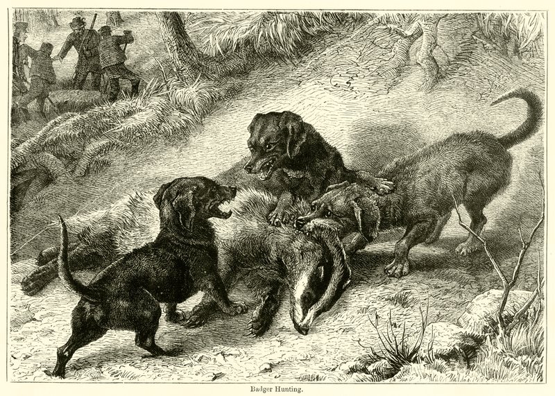 Chasse au blaireau - English School