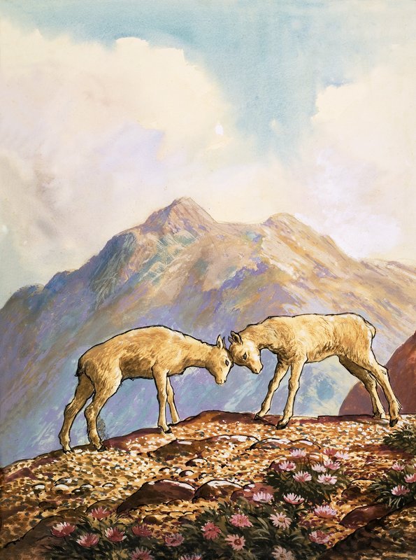 Mouflon à manchettes - English School
