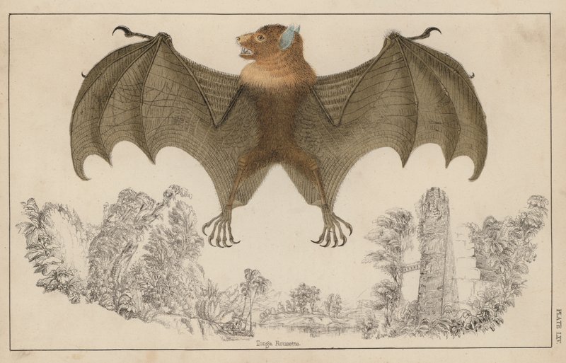 Chauve-souris, ailes ouvertes - English School