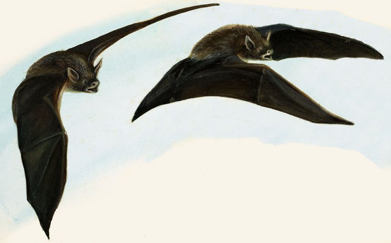 Chauves-souris - English School