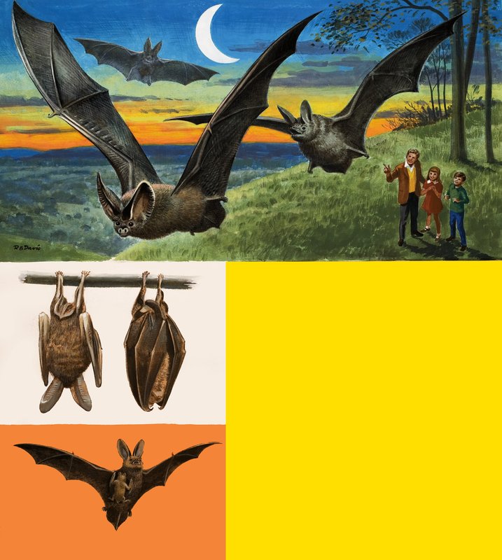 Chauves-souris - English School