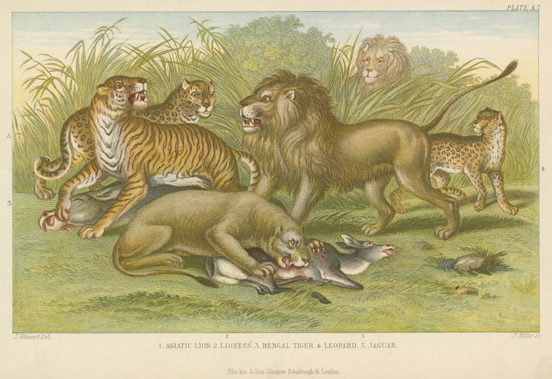 Grands félins (gravure colorée) - English School