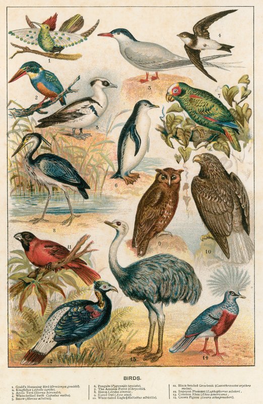 Oiseaux - English School