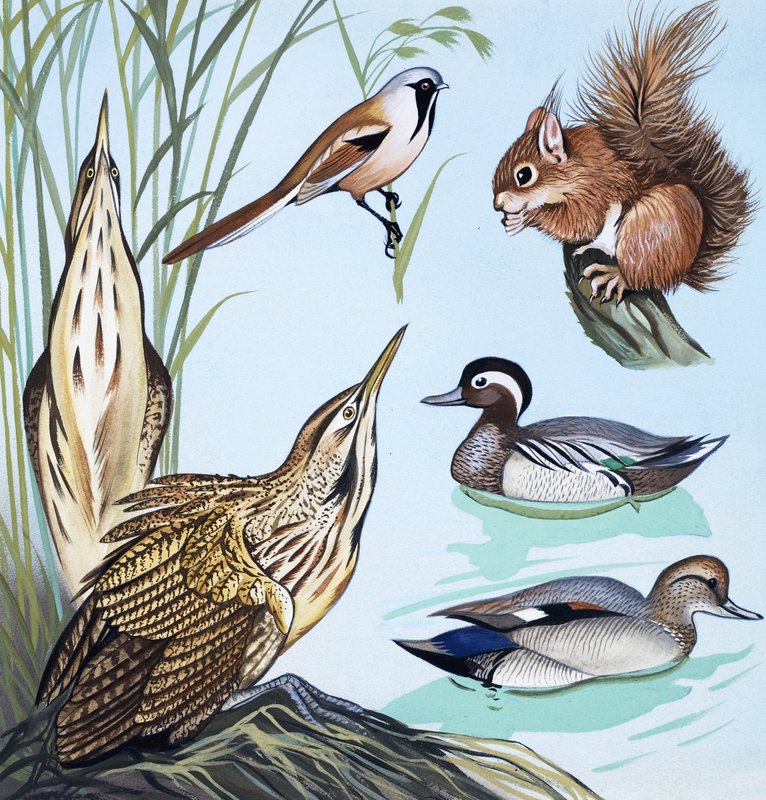 Oiseaux et écureuil - English School