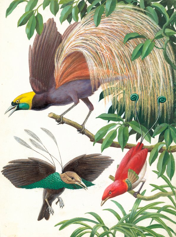 Oiseaux de paradis - English School