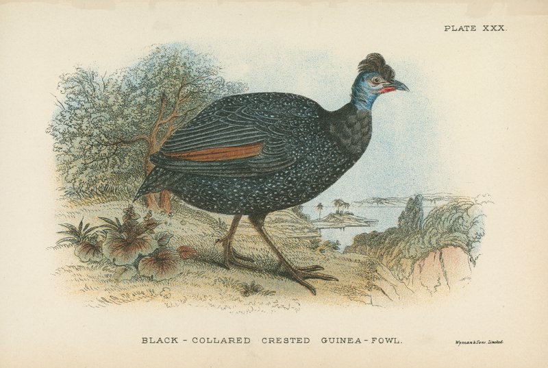 Pintade huppée à collier noir - English School