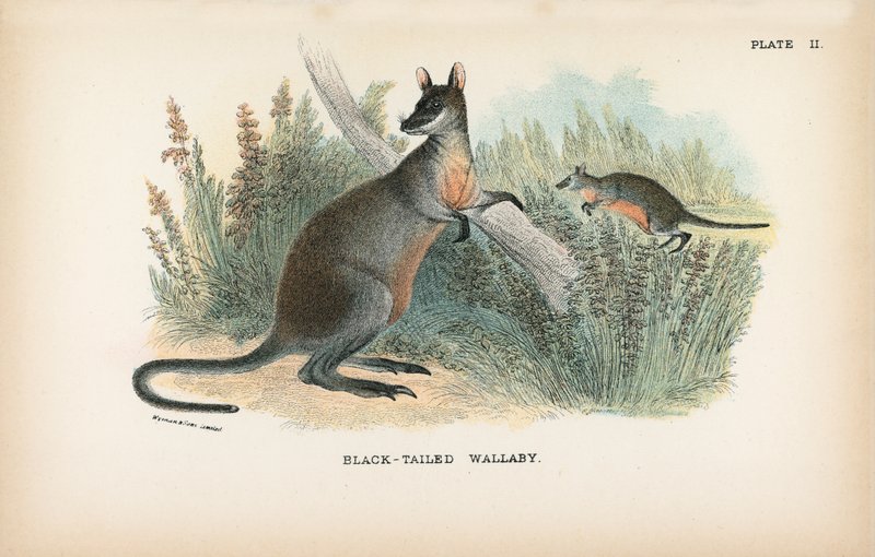 Wallaby à queue noire - English School