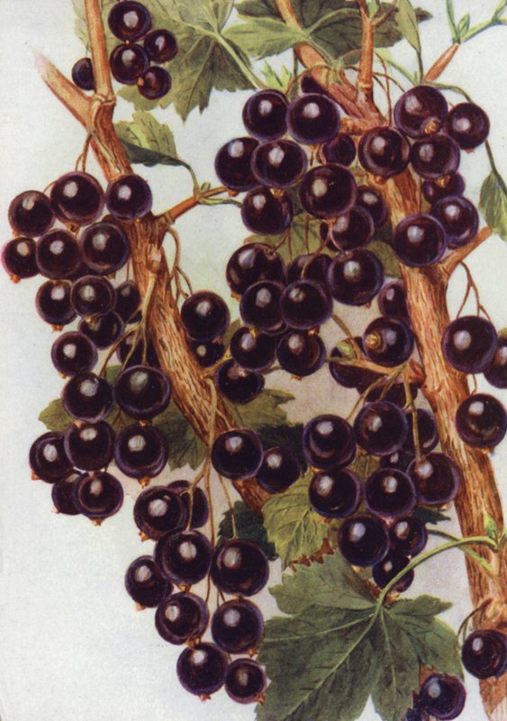 Cassis "Daniels