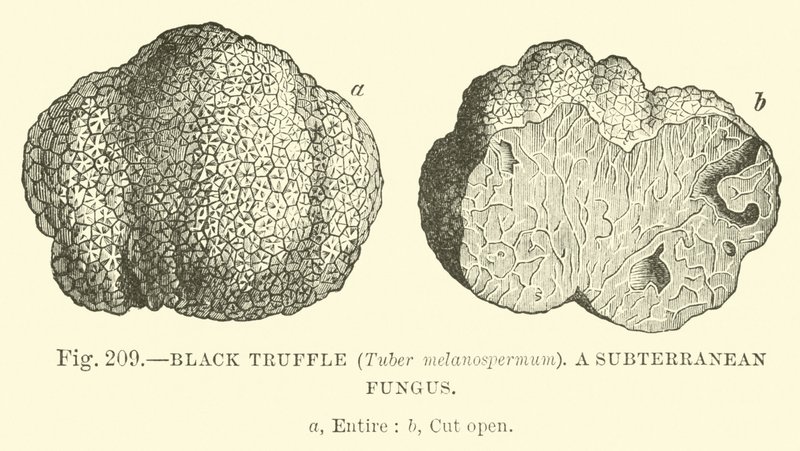 Truffe noire (Tuber melanospermum); Un champignon souterrain - English School
