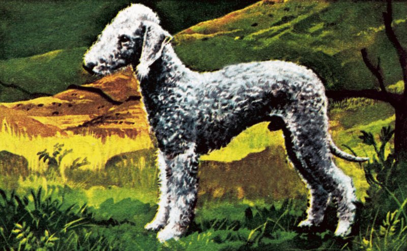 Bedlington bleu - English School